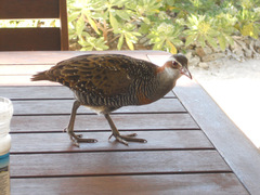 Gallirallus philippensis mellori