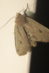 Conistra erythrocephala