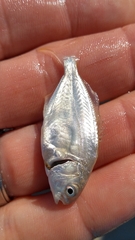 Trachinotus carolinus