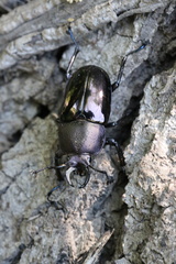 Streptocerus speciosus