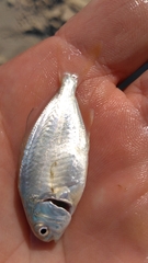 Trachinotus carolinus
