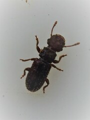 Aralius wollastoni