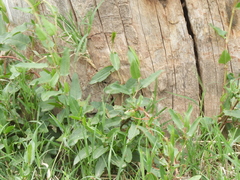 Muehlenbeckia sagittifolia