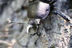 Streptocerus speciosus