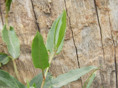 Muehlenbeckia sagittifolia