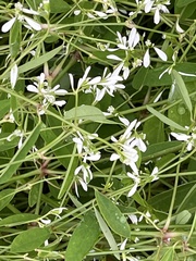 Euphorbia graminea