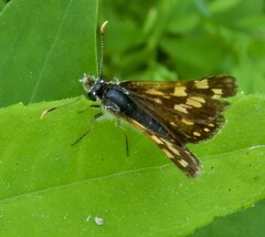 Carterocephalus mandan