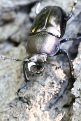 Streptocerus speciosus