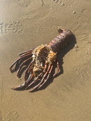 Panulirus interruptus