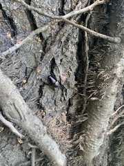 Streptocerus speciosus