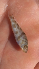 Menticirrhus americanus