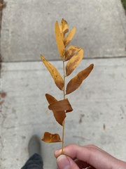 Gleditsia triacanthos