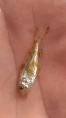Sciaenidae