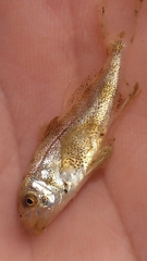Sciaenidae