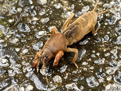 Gryllotalpa australis