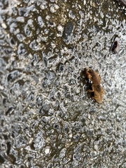 Gryllotalpa australis