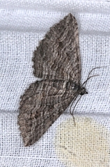 Chrysolarentia severata