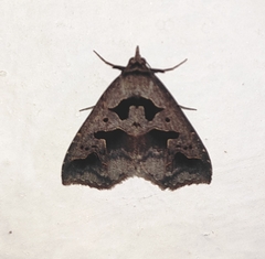 Tephriopis divulsa