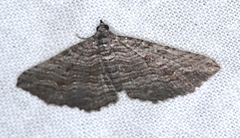 Chrysolarentia severata