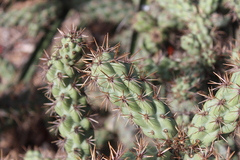 Cylindropuntia prolifera