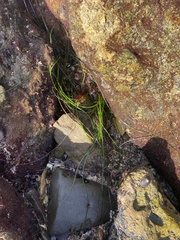 Zosteraceae