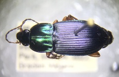 Poecilus lucublandus