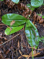 Clintonia