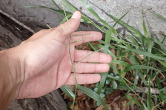 Urochloa distachya