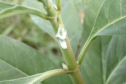 Asclepias curassavica
