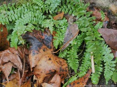 Asplenium platyneuron