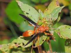 Polistes carolina