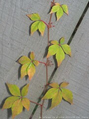 Parthenocissus quinquefolia