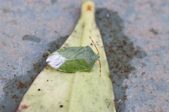 Sinopla perpunctatus