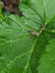 Glabridorsum stokesii