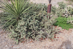 Cylindropuntia prolifera
