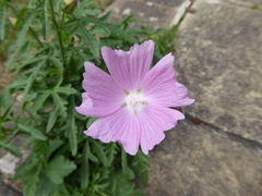 Malva alcea