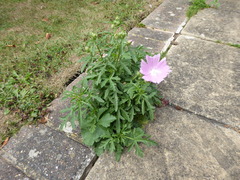 Malva alcea