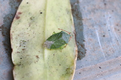 Sinopla perpunctatus