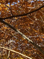 Grylloprociphilus imbricator