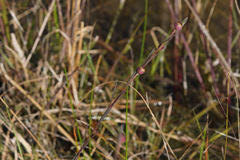 Agalinis linifolia