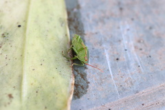 Sinopla perpunctatus