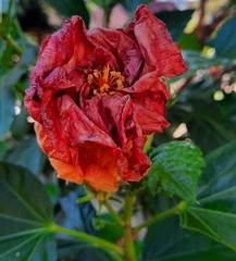 Hibiscus rosa-sinensis