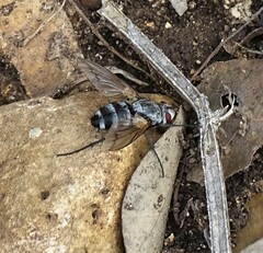 Microphthalma disjuncta