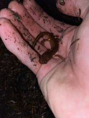 Ensatina eschscholtzii