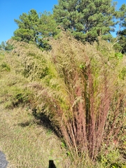 Eupatorium capillifolium