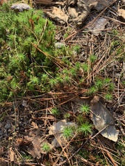 Polytrichum commune