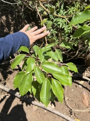 Cupaniopsis parvifolia