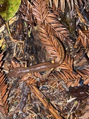 Ensatina eschscholtzii