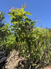 Cupaniopsis parvifolia