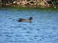 Gallinula galeata